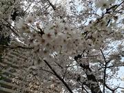 桜(みなと公園)