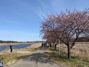 道の駅やちよ近くの河津桜