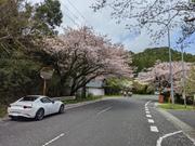 鴨川四方木の桜