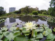 公園の池に咲くスイセン