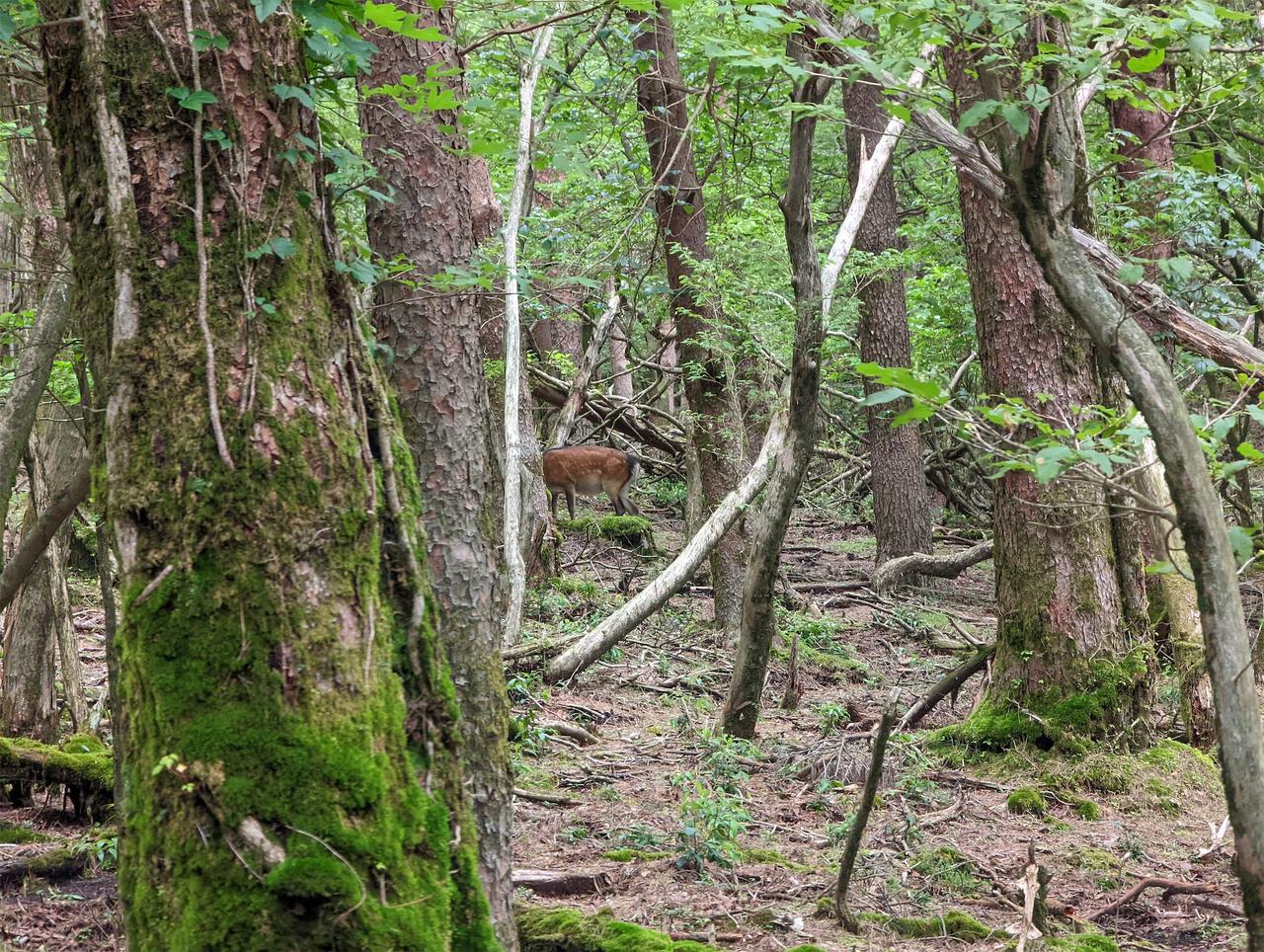 池巡りの最中に野生のシカに遭遇