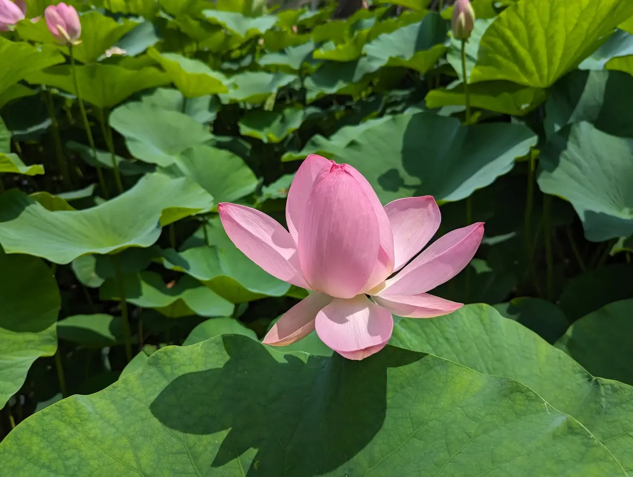 千葉公園のハス